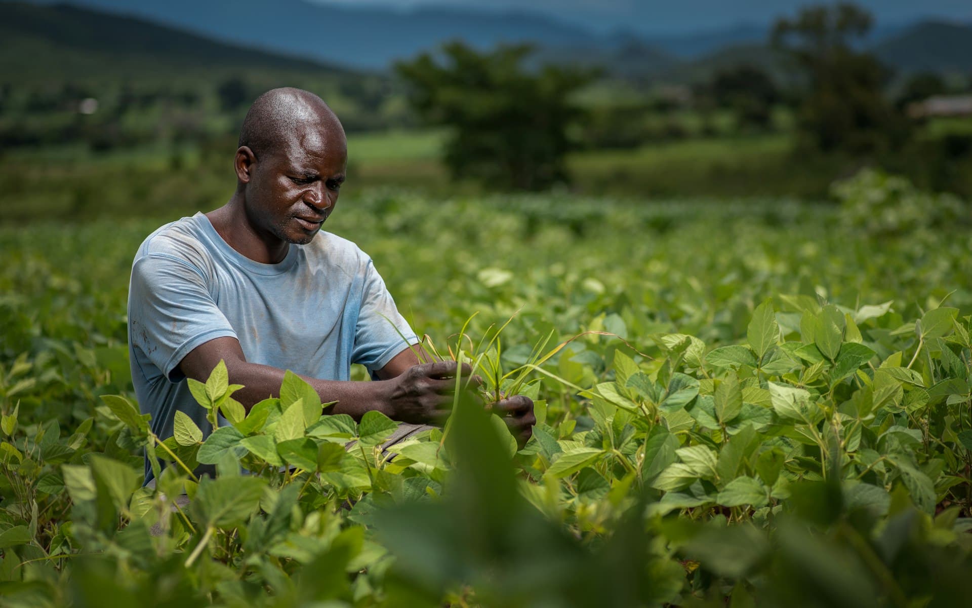 A Kenyan farmer tending his crops in the field